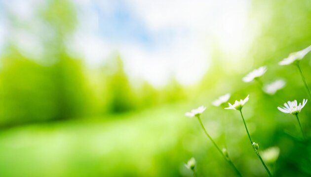 beautiful blurred background image of spring nature with sunny sky green nature and blue skies
