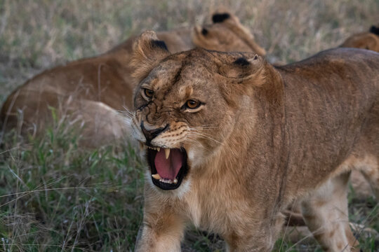 Lioness (Panthera leo), Sabi Sands Game Reserve, South Africa