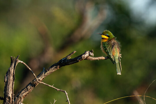 Little Bee-eater (Merops pusillus), Sabi Sands Game Reserve, South Africa
