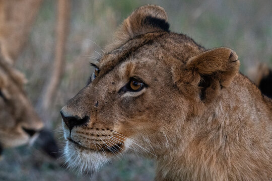 Lioness (Panthera leo), Sabi Sands Game Reserve, South Africa