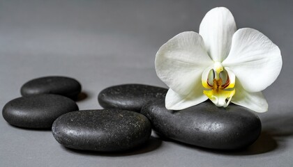 Fototapeta na wymiar white orchid and black spa stones on the gray background