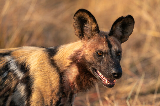 African wild dog (Lycaon pictus), Okavango Delta, Botswana