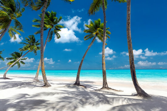 Maldives beach, palm trees on white sandy beach, The Maldives