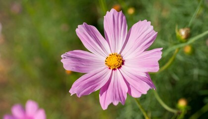 pink cosmos flower