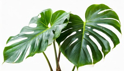 monstera leaves plant isolated