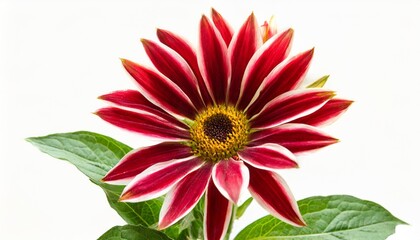 beautiful striped red flower isolated on a white background