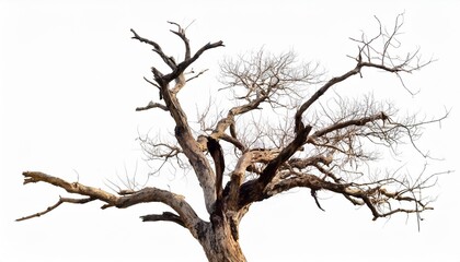Fototapeta premium dead branches tree isolated on white background