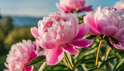 pink peony flowers in a close up view create a dreamy and romantic ambiance