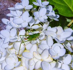 Close-up of a young green grasshopper on white flowers in a summer garden