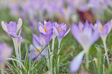 Purple crocuses in flower in early spring, one of the earliest flowers to announce the arrival of spring, Devon, England