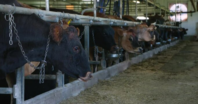 Zooming an panning to one canadian cow looking the camera intensely when cattles in row seating in stall and rumining hay in barn