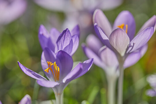 Purple crocuses in flower in early spring, one of the earliest flowers to announce the arrival of spring, Devon, England