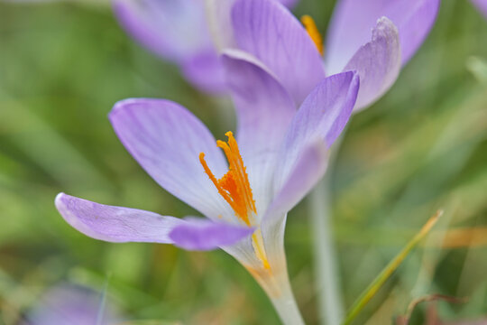 Purple crocuses in flower in early spring, one of the earliest flowers to announce the arrival of spring, in Devon, England