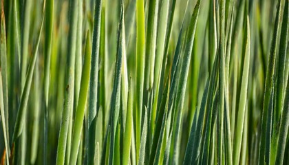 green reed abstract background