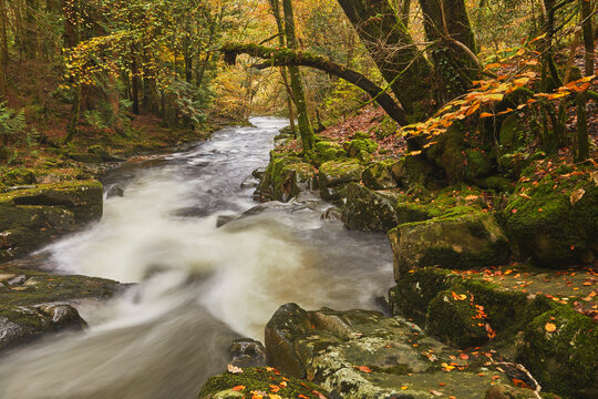 A river flowing fast through autumnal ancient forest, in Dartmoor National Park, the River Erme, near Ivybridge, Devon, England