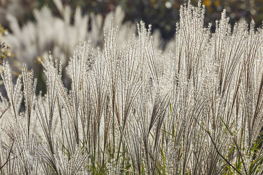 Pampas grass in autumn, in a Devon garden, England