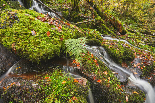 Moss-covered boulders and a tumbling stream, in ancient woodland, in the Erme Woods, near Ivybridge, Dartmoor National Park, Devon, England