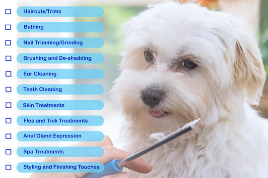 Check list of services offered by the salon for dogs concept. Cropped cute Maltese dog is on the background.