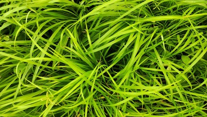 Nature background of a small bush leaves in mountainous land