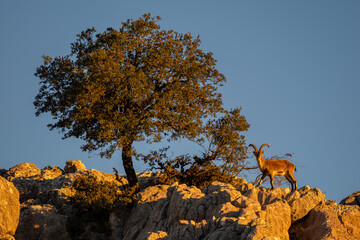 Iberian Ibex - Capra pyrenaica, beautiful popular mountain wild goat from Iberia mountains and...
