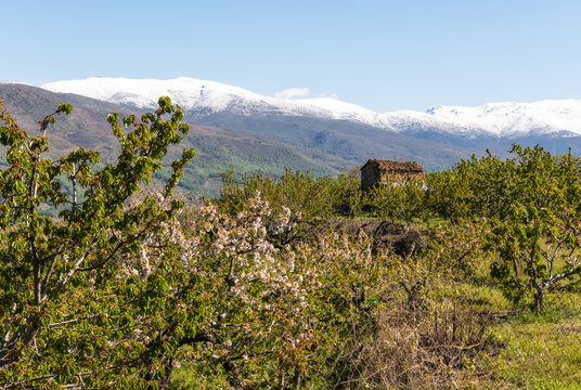 Spring in Valle del Jerte (Valley of Cherries), Caceres, Extremadura, Spain