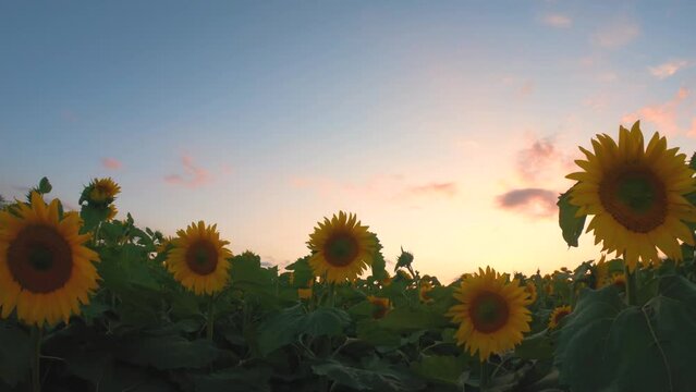 Five sunflowers dance like notes at sunset. Some rise as conductors, and the camera, immersed in this moment, looks up to reveal their souls in the last rays of the day. Sunflower Harmony