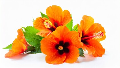 a bouquet of orange hibiscus flowers isolated on white background