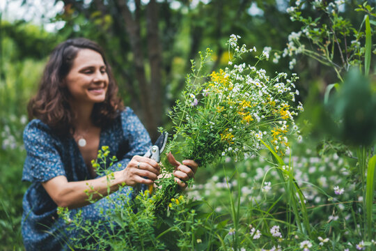 Woman cutting wild flowers in the summer garden. Summer fragrant herbs for health care