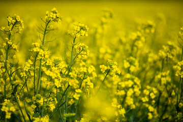 Obraz premium yellow field