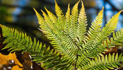 fern leaf in the nature in autumn season