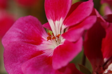 Scented-Leaved Geranium, flower