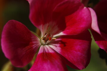 Scented-Leaved Geranium, flower