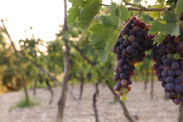 grappoli d'uva in un vigneto