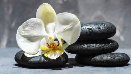 Obraz na płótnie Canvas white orchid and black spa stones on the gray background