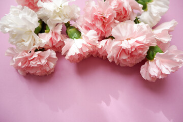 Beautiful pink and white Carnation flowers composition on pink background. Pink flower background for Mother's day, Women's day and anniversary design. 