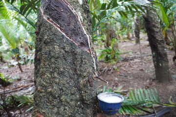 Damage to rubber tree due to farmers harvesting incorrectly.