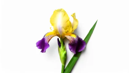 Foto op Plexiglas blooming iris flower isolated on white background summer spring flat lay top view love valentine s day © Marcelo