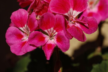 Scented-Leaved Geranium, flower