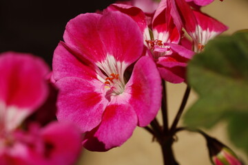 Naklejka premium Scented-Leaved Geranium, flower