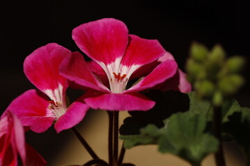 Naklejka premium Scented-Leaved Geranium, flower