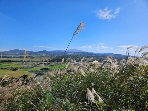 Reeds on Jeju Island Oreum