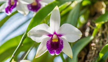 dendrobium anosmum in full bloom white and purple orchid flower