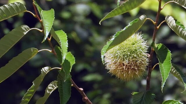 Korean chestnuts that make autumn fresh