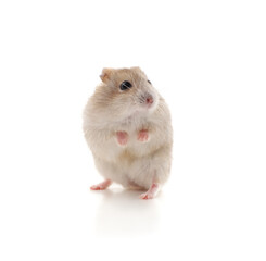 White little hamster.