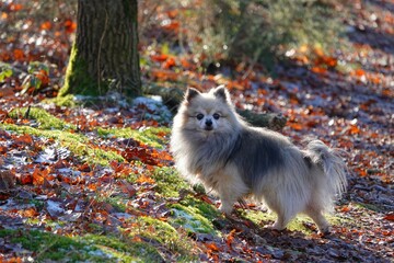 Obraz premium Joli petit chien chihuahua croisé spitz en forêt lors d'une belle journée ensoleillée d'hiver