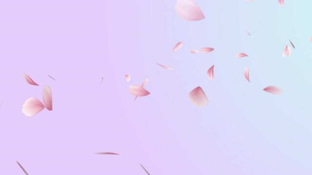 Cherry blossom petals flying, floating and swaying in the wind. Cherry blossom flowers falling diagonally over gradient pink background. Sakura, Rose or Cherry blossom petals.