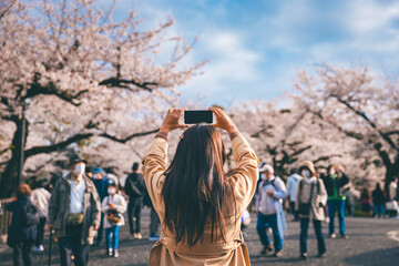 Traveler asian woman with mobile phone travel in sakura cherry blossom tree in Chidorigafuchi park...