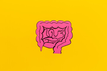 Human organs concept. Healthy intestines model, top view. Medical background