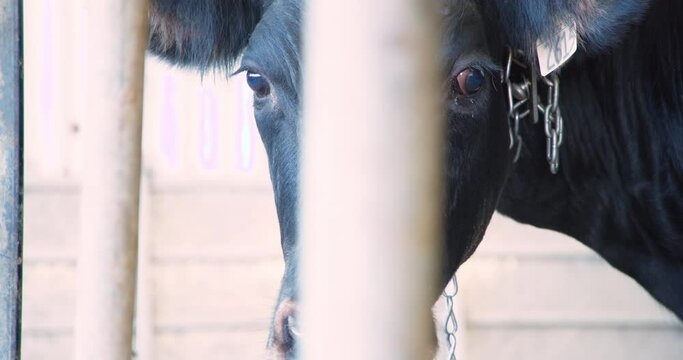 Closeup of a black canadian cow cattle looking thru a fence post indore barn portrait eyes