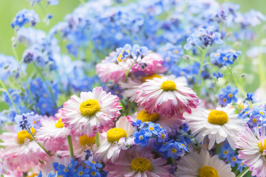 White daisy flowers and blue forget-me-nots flowers